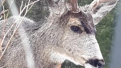 Beautiful Buck eats Grass