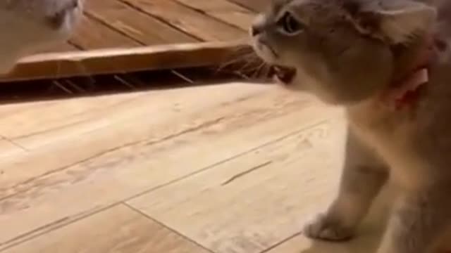 Cats Having Argument 😂 Funny Cats Video 2022