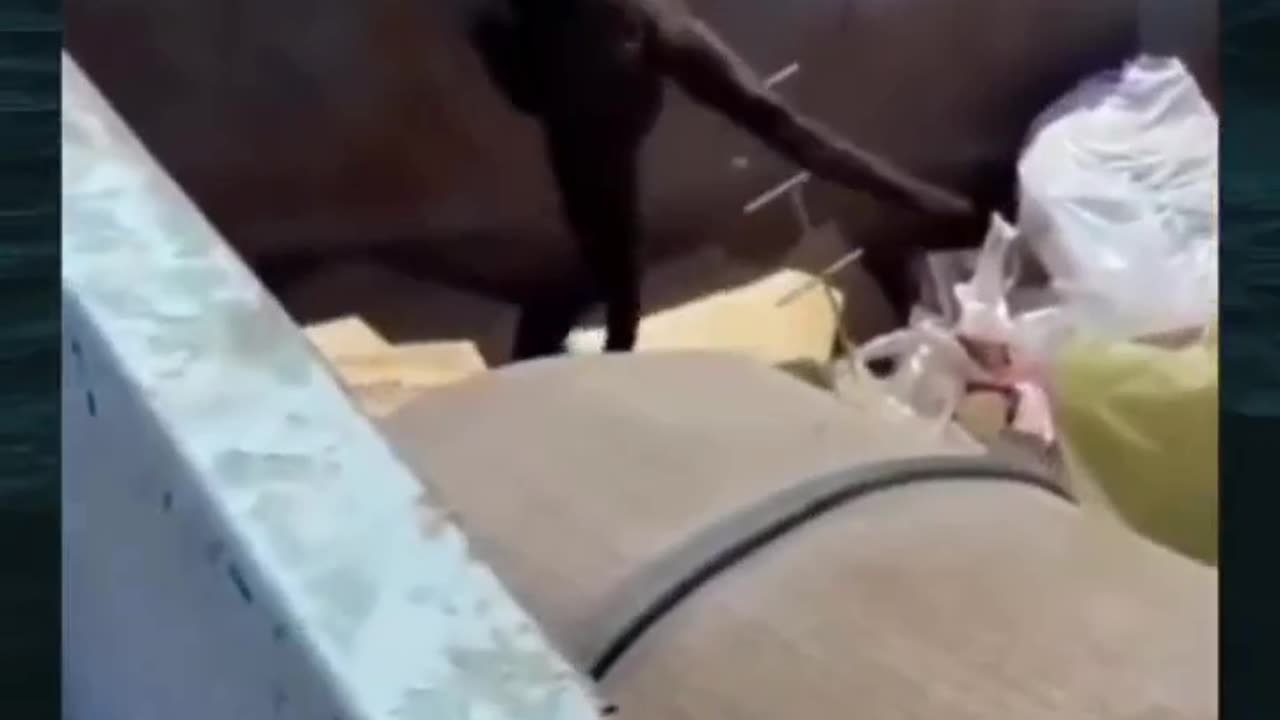 😂😂 Funny animal video 🤣😂😂