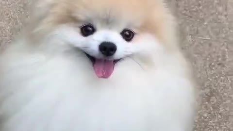 cute dog short video cute puppy shorts