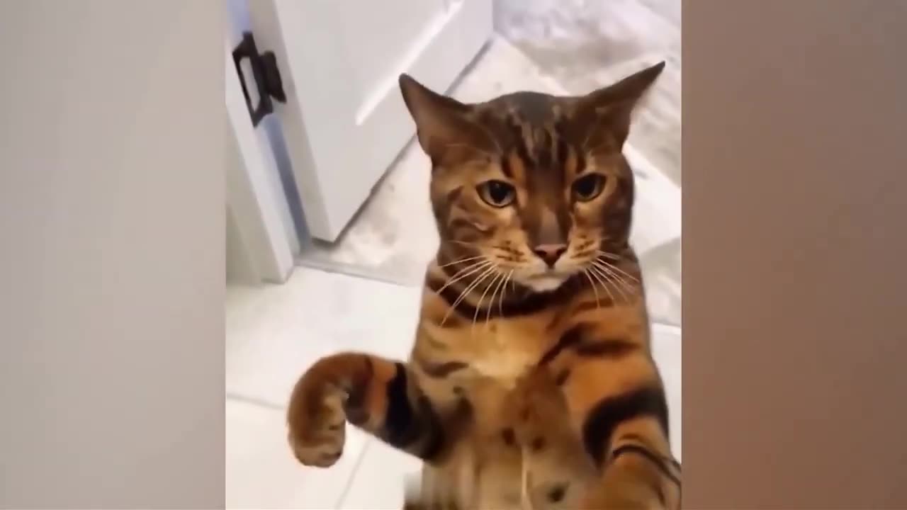 Try not to laugh with these animals