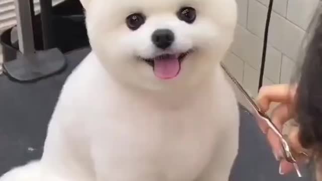 POMERANIAN DOG CUTTING 🐕 ❤️