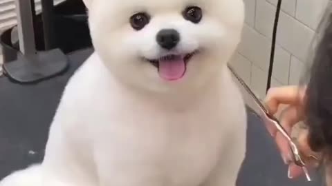 POMERANIAN DOG CUTTING 🐕 ❤️