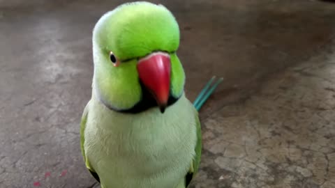 parrot vdo