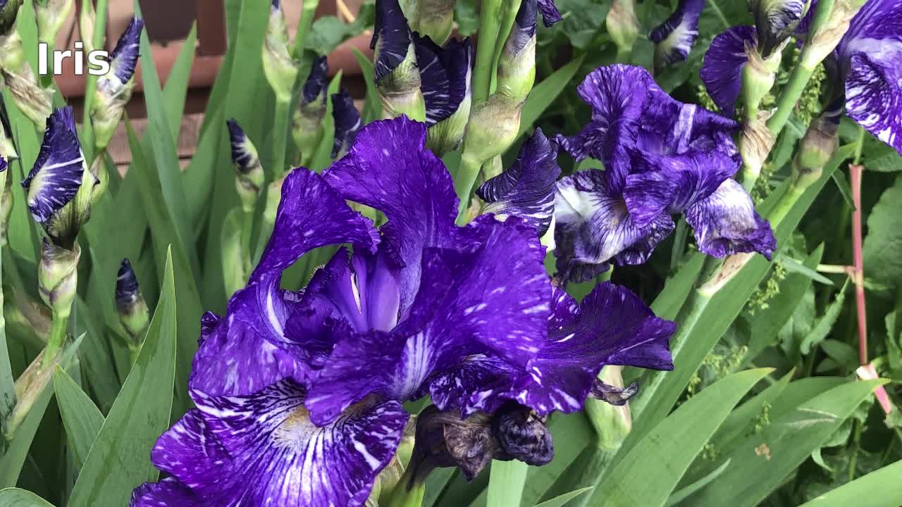 Iris