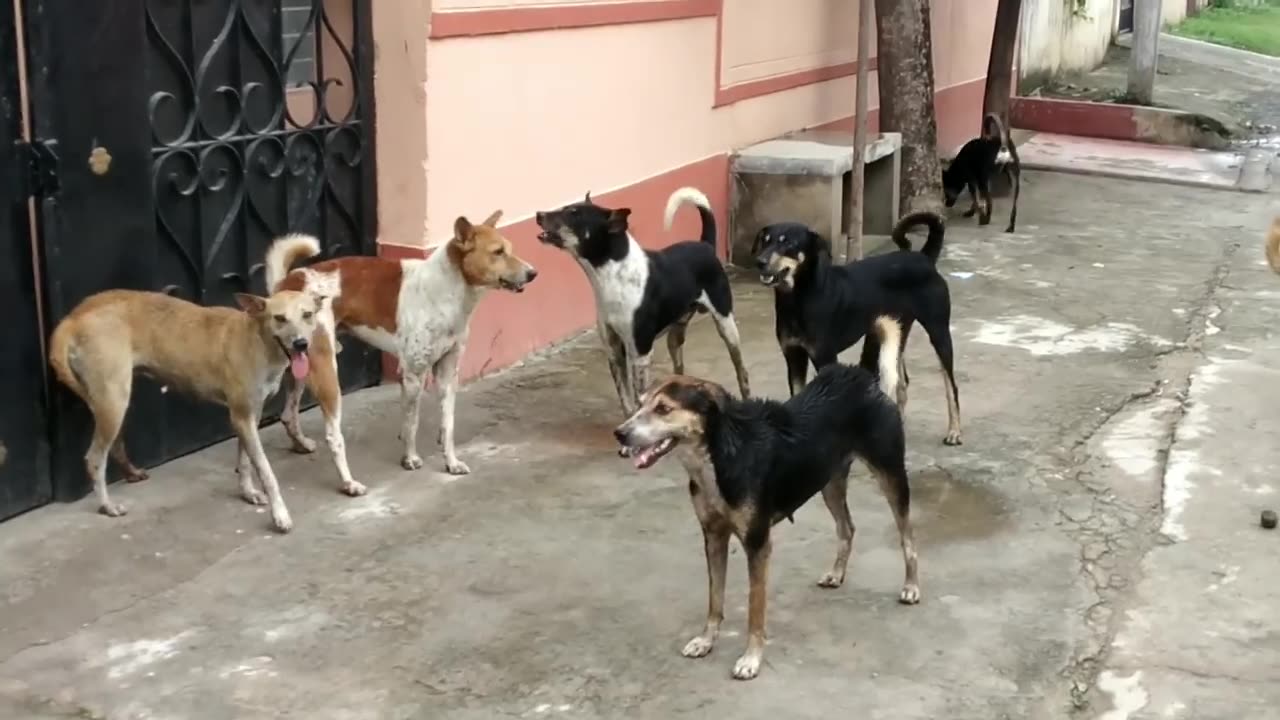 Street dogs fight on roads with hange over 🤣🤣🤣🤣