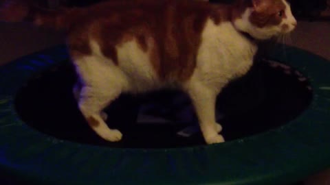 Trampoling Cat 2