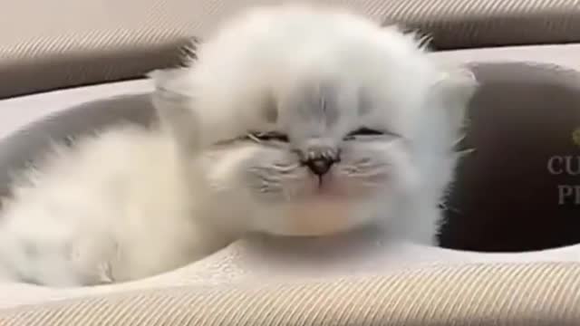 Cute & funny cats jumping and shocked 🐈🐈🐈