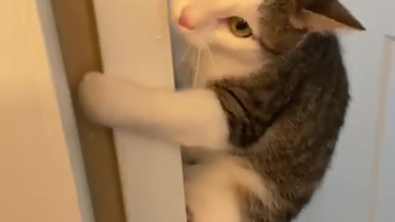 Funny Cat saying asking for drugs