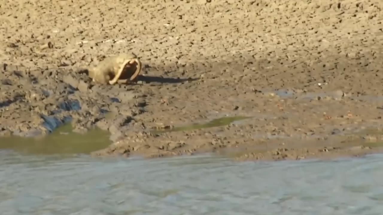 Black Mamba Tries to Escape Crocodile