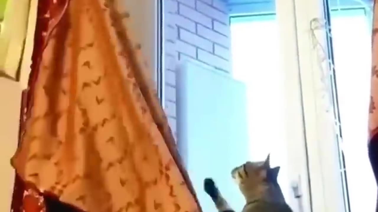funniest cats videos compilation best of 2023.try not to laugh 😆 😂#animals #cat #dog 🆕️🆕️👋
