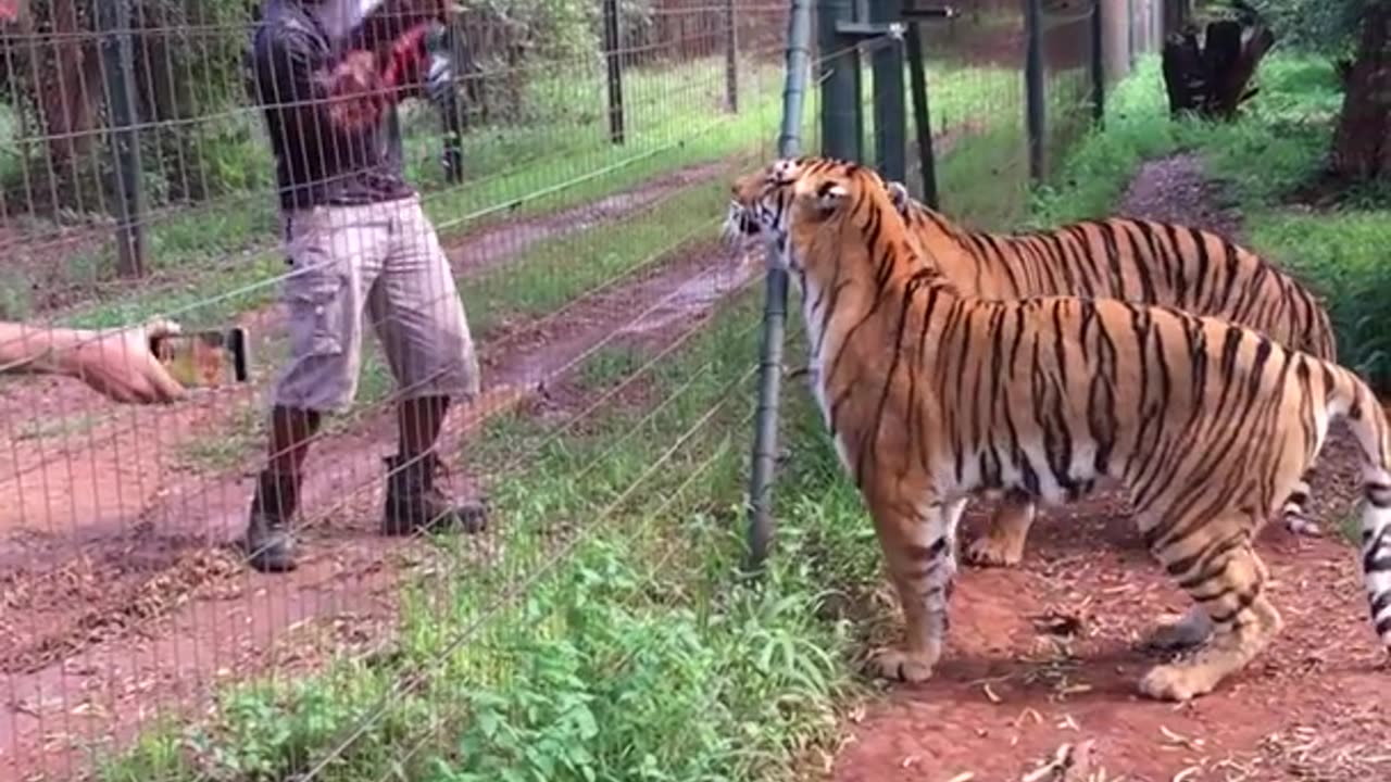 Living With Big Cats - Alimentando os Tigres