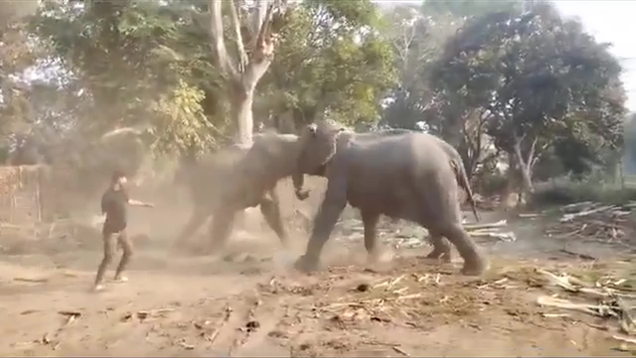 Two- Elephants- Fight