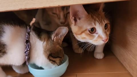 退院したての母猫のご飯を横取りする子猫