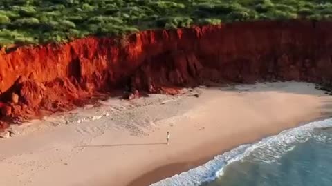 Australian gulf shark