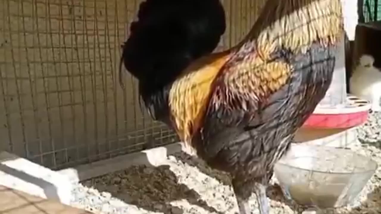 The longest cock crowing you'll ever hear