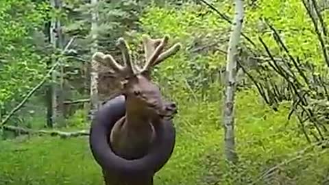 Esse alce teve que carregar esse fardo em seu pescoço por 2 anos na natureza... 😥