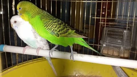 Green and White Parrot couple_ Fighting or Loving_