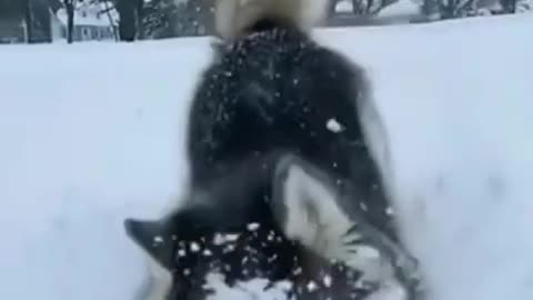 Dog Playing with Snow #shorts #viral #shortsvideo #video