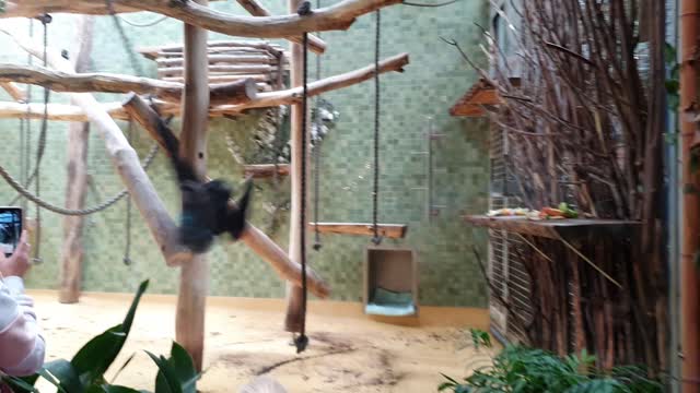 Swinging Monkey
