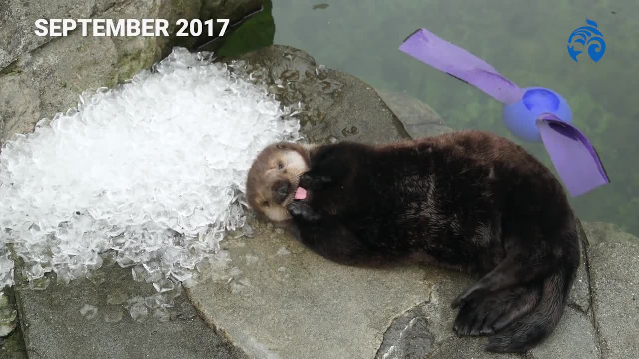 Cutest Sea Otter Pup | Meet Hardy | Vancouver Aquarium