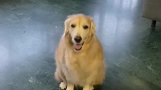 Sitting Dog Starts to Slide