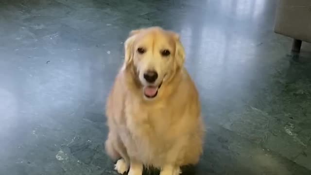 Sitting Dog Starts to Slide