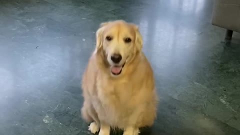 Sitting Dog Starts to Slide