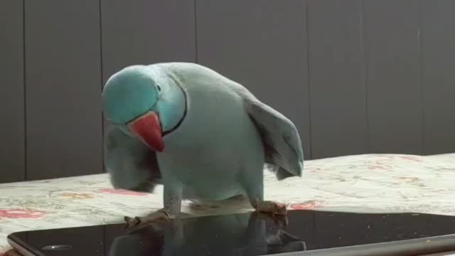 Talented Parrot Delivers Some Smooth Dance Moves For The Camera