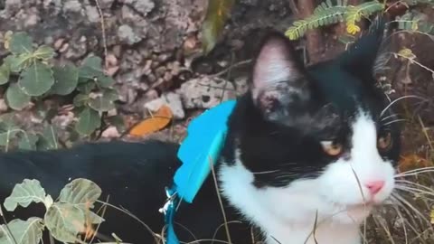 Cat Goes for a Swim at the Beach