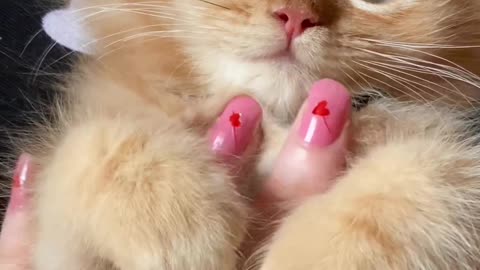 Only cat Lovers Can like this video