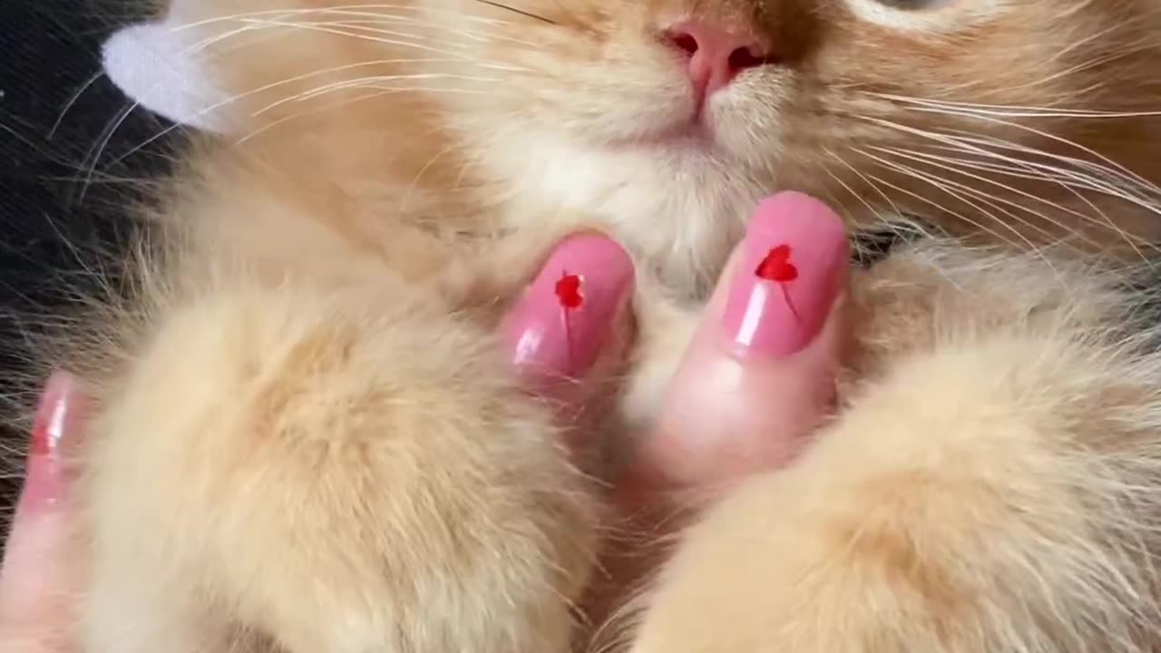 Only cat Lovers Can like this video