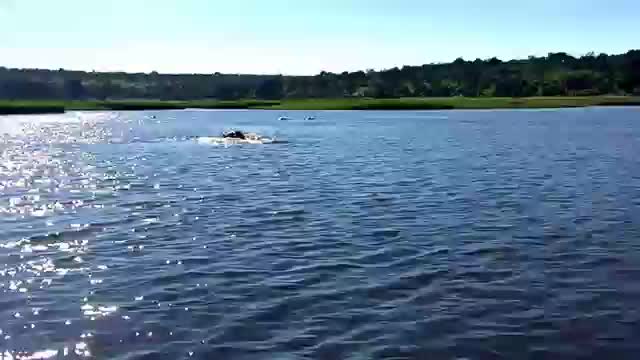 Great white shark big wave surfer have and encounter @ Ocean