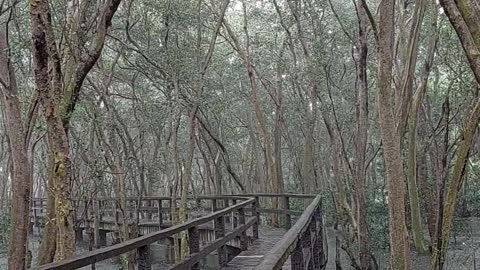 Paranaque Las Pinas Critical Habitat