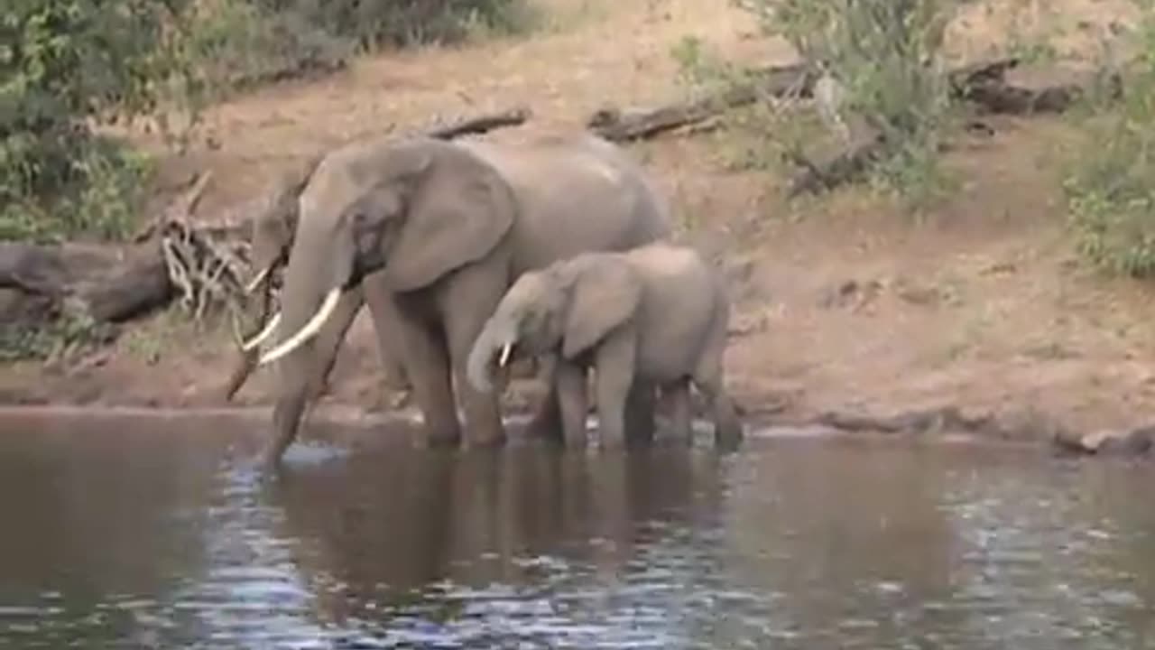 Elephant vs Croc