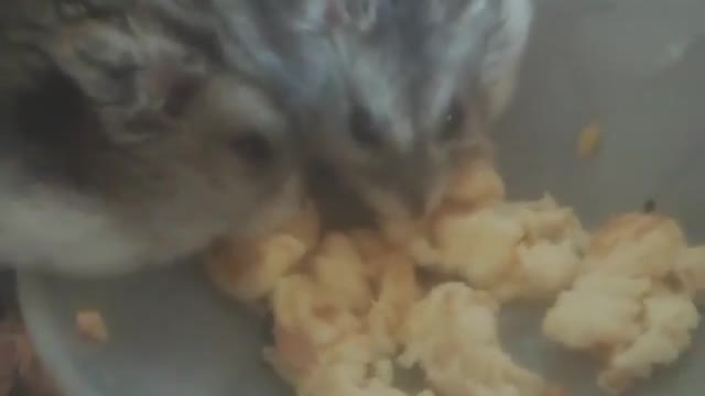 Hamsters eating scrambled eggs