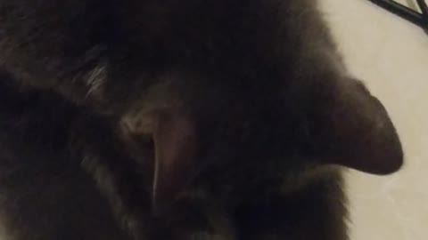 Cat Night Activity | Washing Her Body