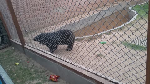 Zoo vedio pakistan