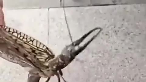 Another Hellish Looking Creature