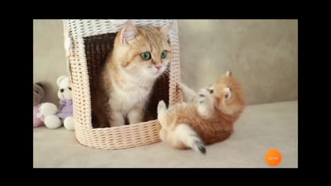 Mother or baby cat playing