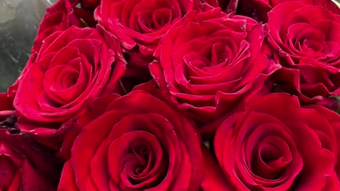 Surprise Bloom LA US #Nature #Flowers #Rose