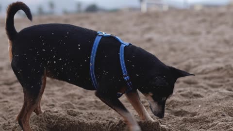 Cute dog 🐕 search