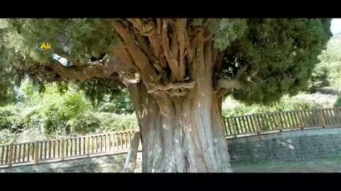 ΤΟ ΚΥΠΑΡΙΣΣΙ ΤΟΥ ΠΑΤΡΟΜΟΣΜΑ ΣΤΑ ΑΓΡΑΦΑ