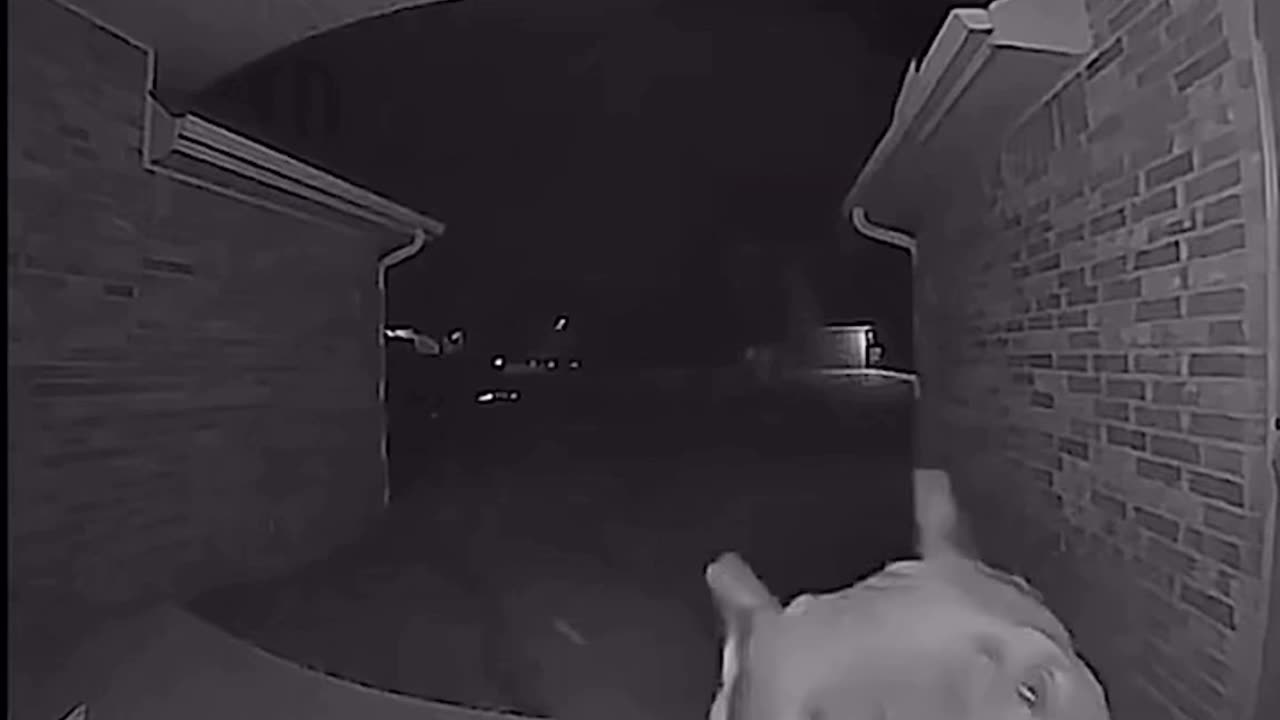 My Dog Got Out At 4 A.M. and This Is What He Did