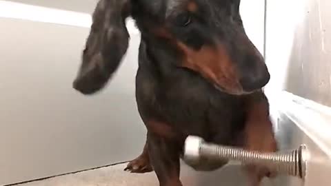 Short legs of the dog
