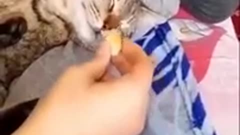 Funny video with cats and kittens for a good mood! 😸