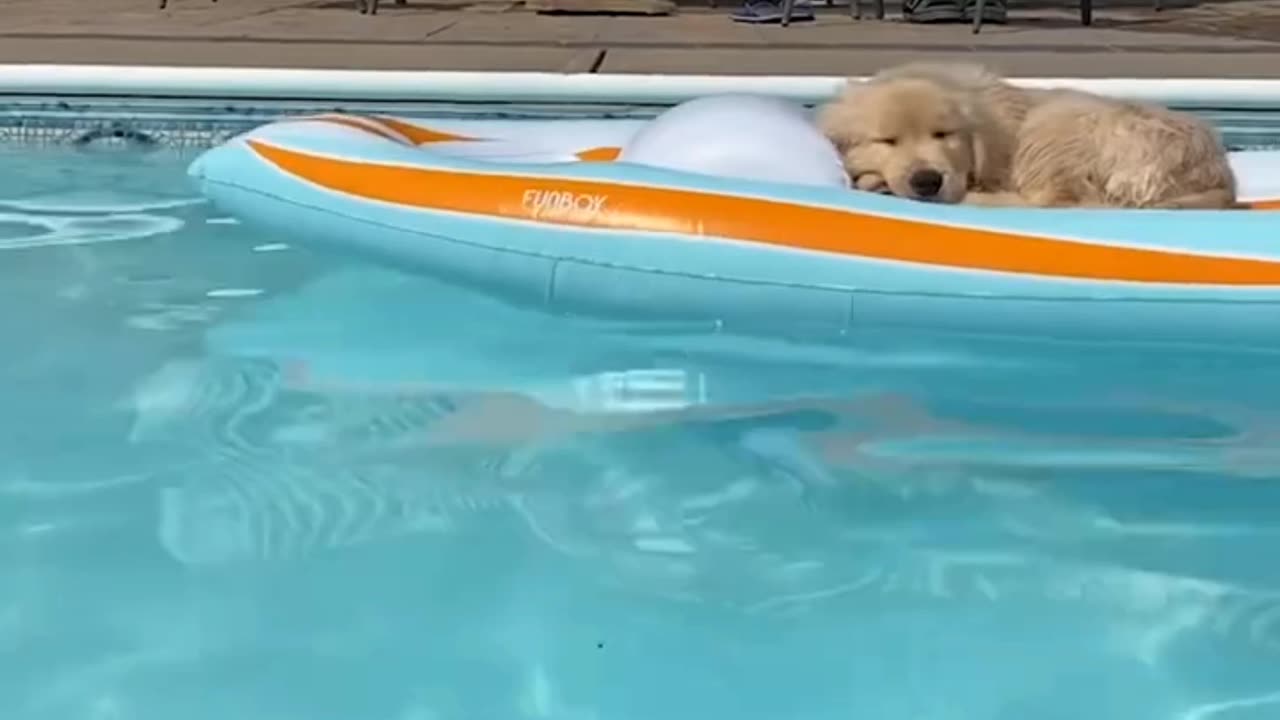 Baby Dogs 🔴 Cute and Funny Dog Videos Compilation | 1Minutes of Funny Puppy Videos 2023