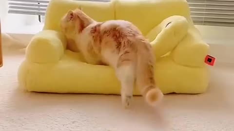 Cute Cat