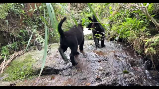 A group of puppies were drinking in a stream