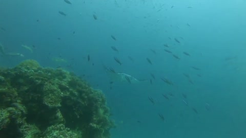 A stingray swimming in search of a predator